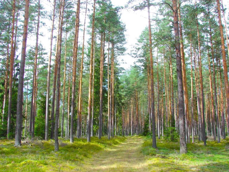 Sustainable Printing: What Does FSC and SFI Certified Mean?