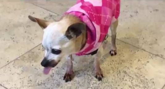 The Office: Replica Printing Edition: A Video Parody Featuring Our Team